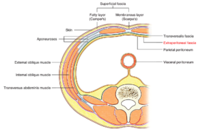 Easy Notes On 【Abdominal Wall】Learn in Just 3 Minutes! – Earth's Lab