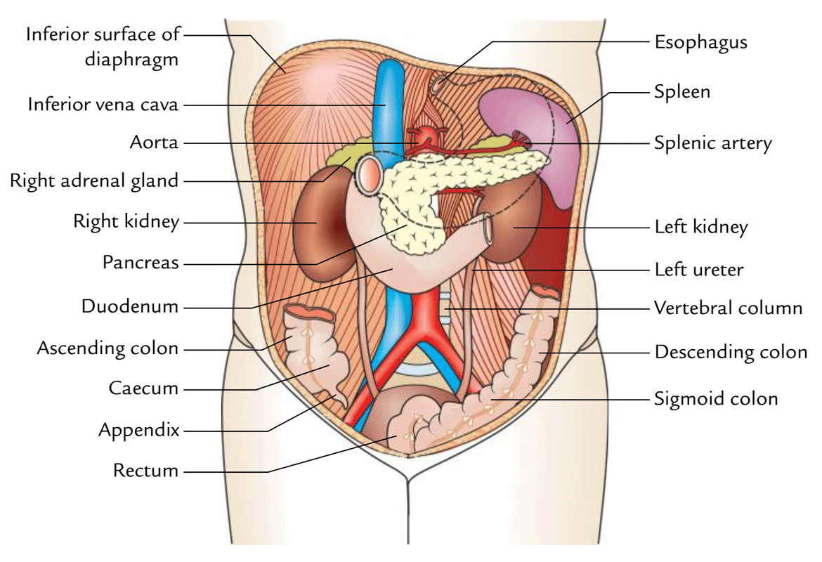 Anatomy Of Abdominal Area Anatomy Drawing Diagram