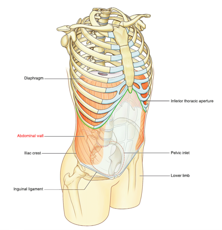 abdominal-wall-earth-s-lab