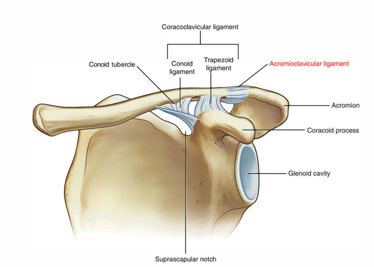 Acromioclavicular Joint Anatomy – Earth's Lab