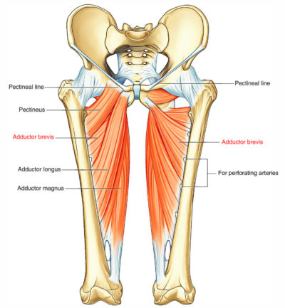 Adductor Brevis – Earth's Lab