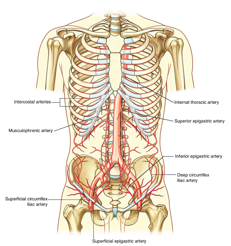 Abdominal Wall Earths Lab