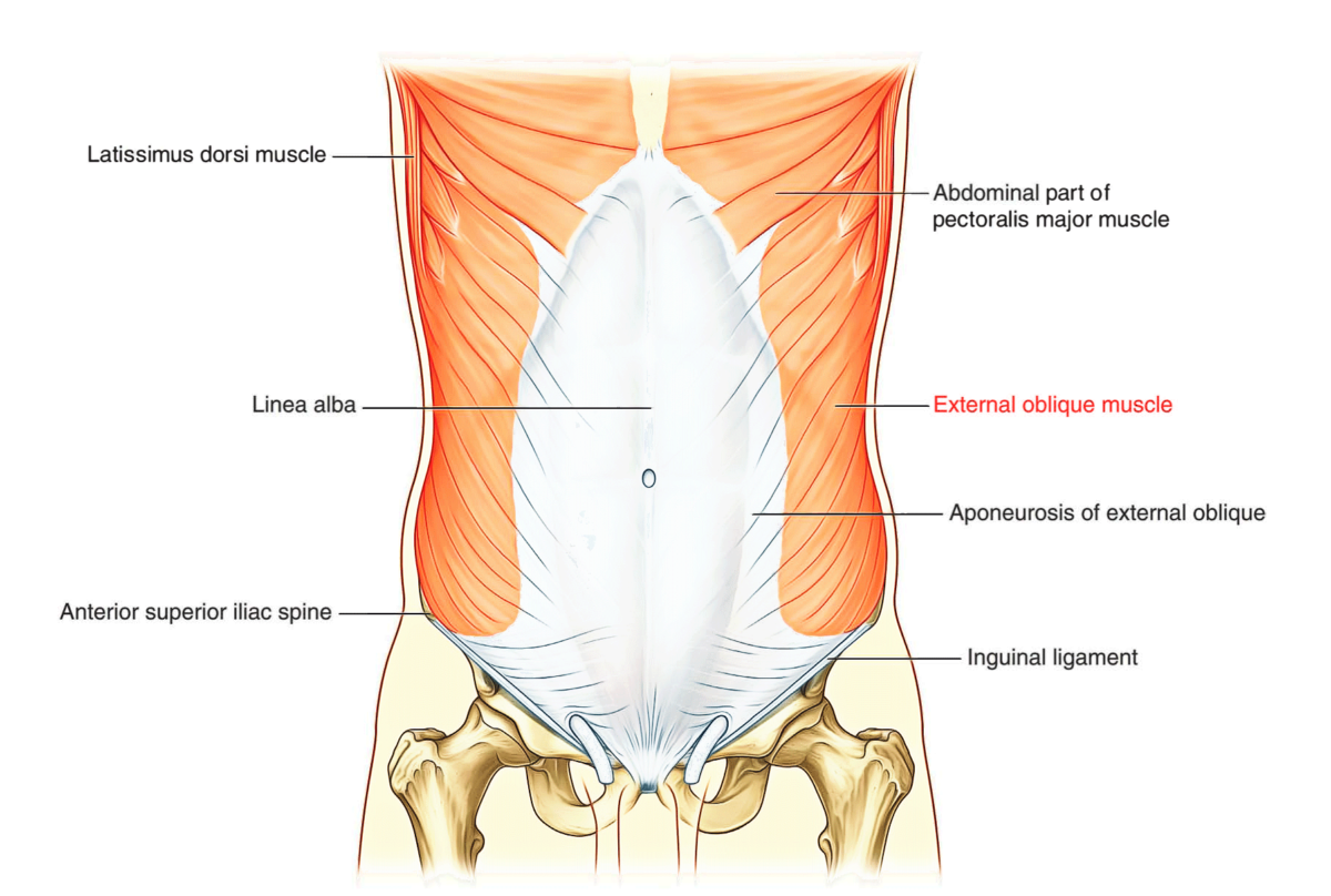 Abdominal Wall – Earth's Lab