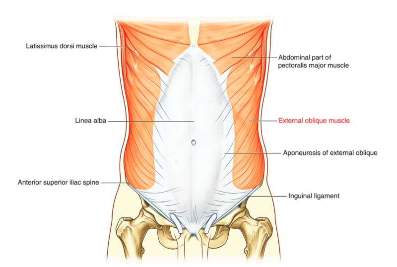 Abdominal Wall – Earth's Lab