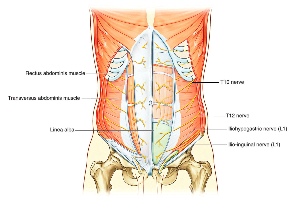 layers of abdominal wall        <h3 class=
