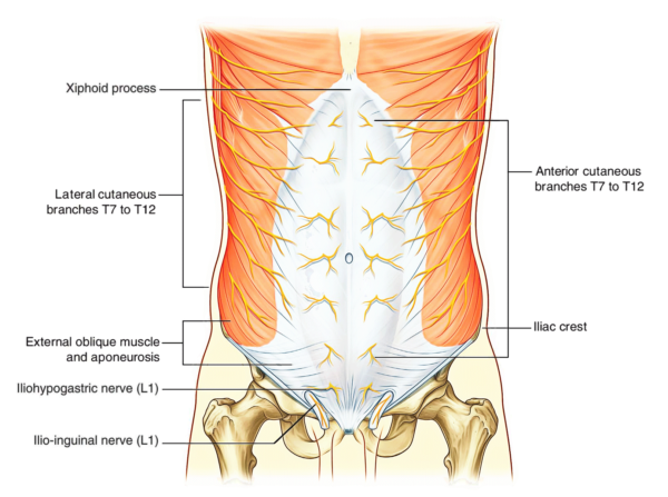 Abdominal Wall – Earth's Lab