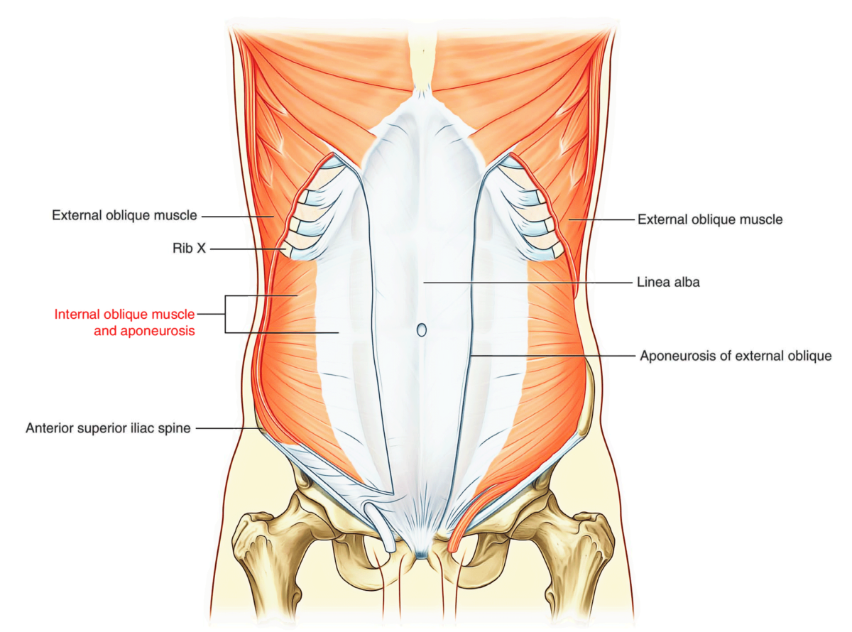 abdominal-wall-earth-s-lab