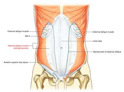 Easy Notes On 【abdominal Wall】learn In Just 3 Minutes! – Earth's Lab