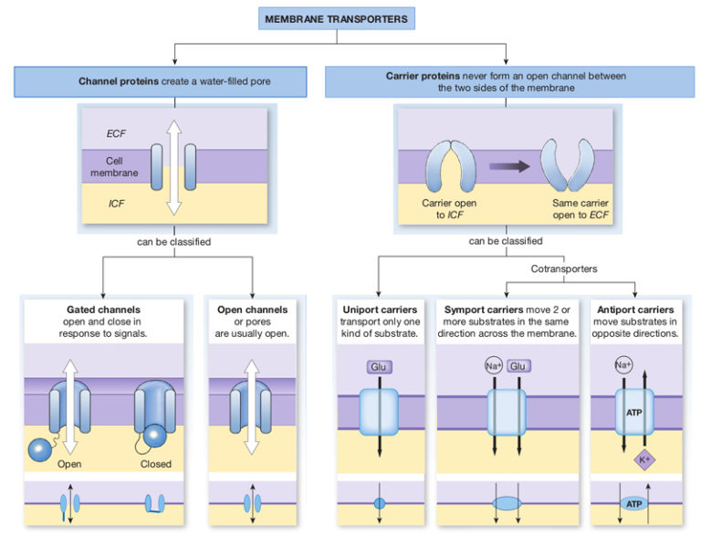 Carrier-Mediated Transport and Kind of Carriers – Earth's Lab