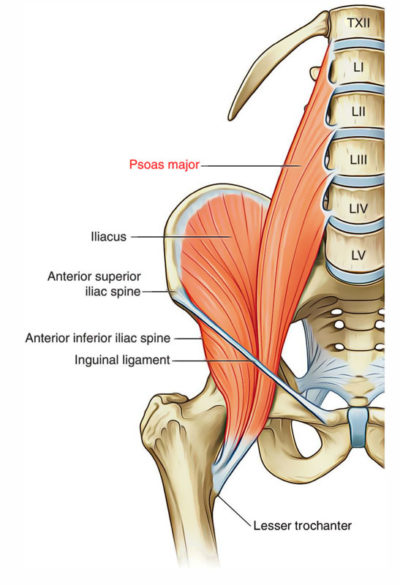 Psoas Major – Earth's Lab