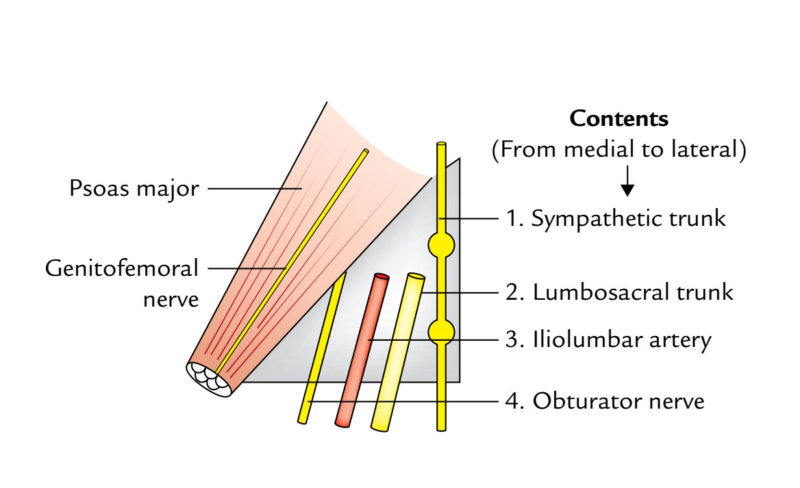 Psoas Major – Earth's Lab