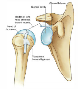 Shoulder Joint (Glenohumeral Joint) – Earth's Lab