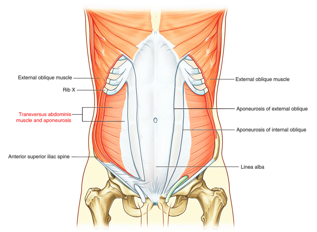 Abdominal Wall Earths Lab 3453