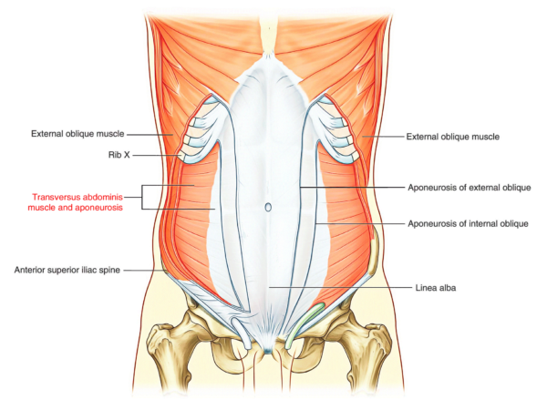 Abdominal Wall – Earth's Lab