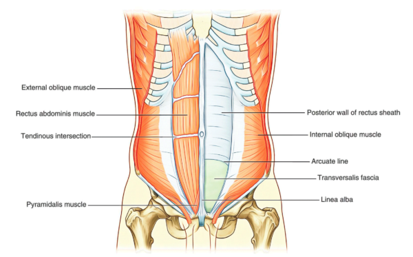 Abdominal Wall – Earth's Lab