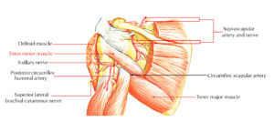 Teres minor Muscle Anatomy – Earth's Lab