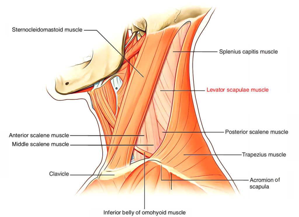 Levator Scapulae Muscle Anatomy Earth S Lab