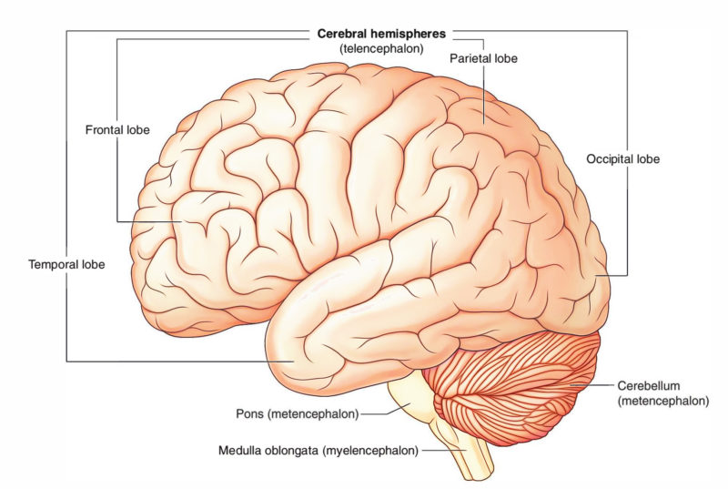 Parietal lobe – Structure, Functions and Damage – Earth's Lab