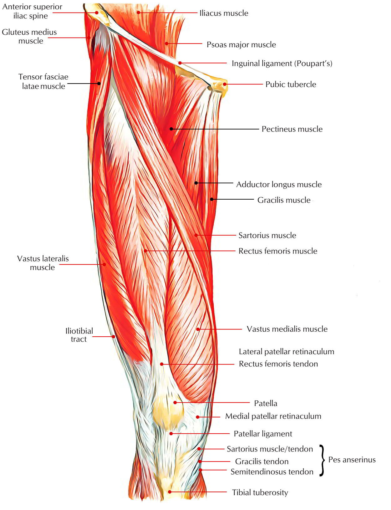 Leg Muscles - Earth's Lab