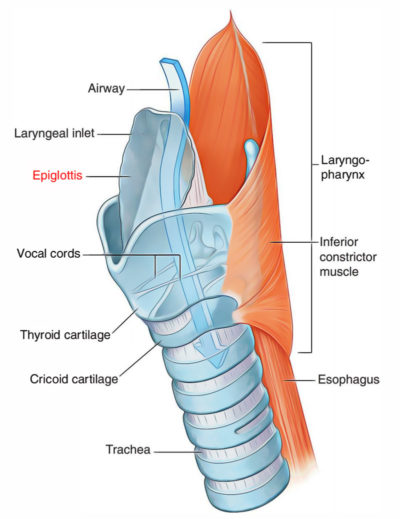 Epiglottis Anatomy – Earth's Lab