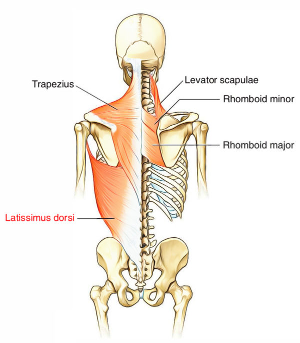 Latissimus Dorsi – Supply and Functions – Earth's Lab