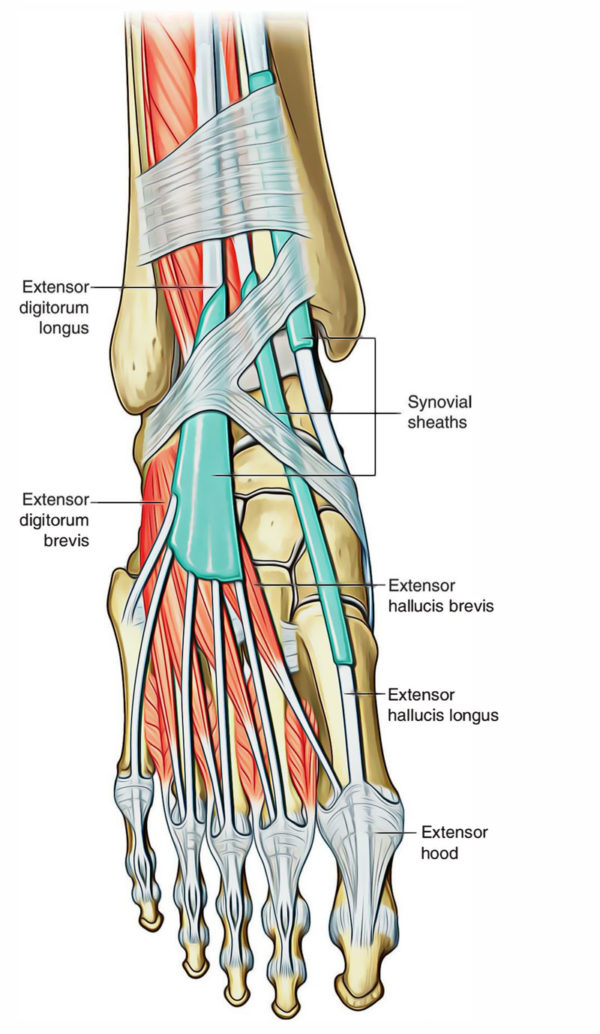 Leg Muscles Anatomy – Earth's Lab